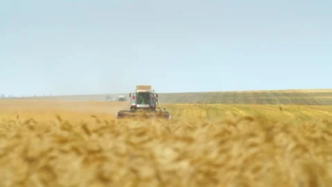 Blurred wheat in foreground, in background, combine harvesters are driving Stock Footage 139476890