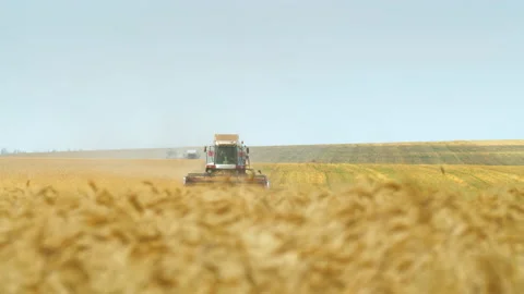 Blurred wheat in foreground, in background, combine harvesters are driving Stock Footage 139805745