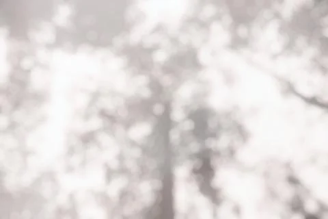 Blurred White Bottom View of Tree in the Park with Bokeh Background. Stock Photos