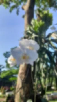 Blurred white flower background Stock Illustration