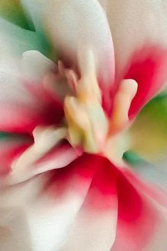 Blurred white a flowers and petals background. Stock Photos