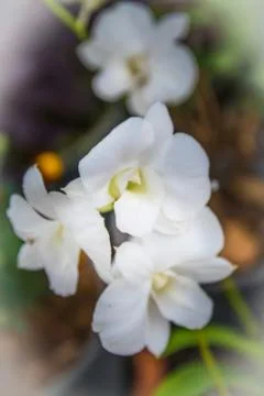 Blurred of white orcid for background Stock Photos