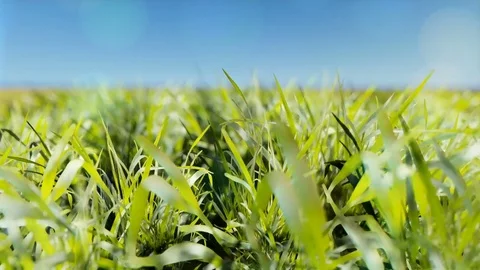 Blurred wind green Grass Background Stock Footage