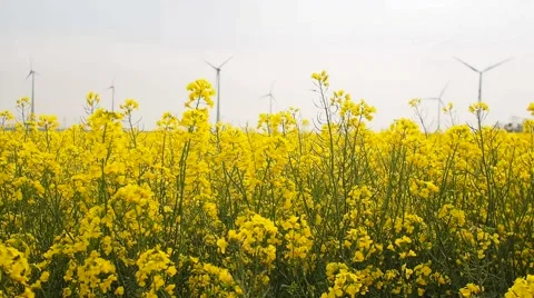 Blurred windmills rotating during windy spring cloudy day  Stock Footage 62497266
