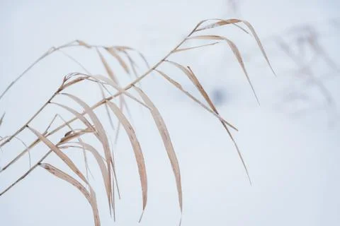 Blurred winter background, dry grass snowflakes Stock Photos