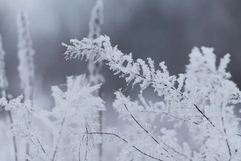 Blurred winter background, dry grass snowflakes Stock Photos