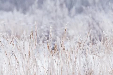 Blurred winter background, dry grass snowflakes Foto stock