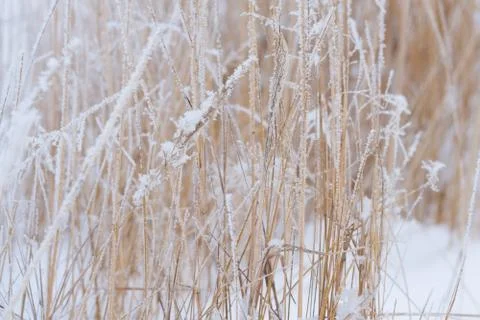Blurred winter background, dry grass snowflakes Stock Photos
