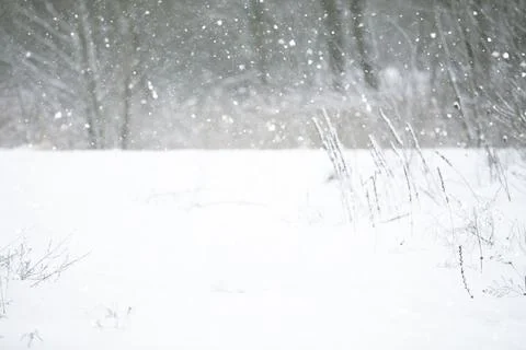 Blurred winter background with snow and tree branches. Stock Photos