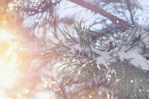 Blurred winter Christmas scene  with snowy pine branches sunlight and snowfal Stock Photos
