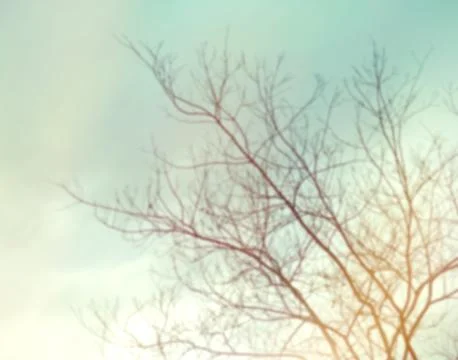 Blurred winter tree background Stock Photos