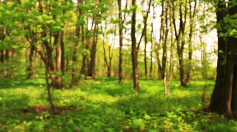 Blurred wood Stock Footage 39887167
