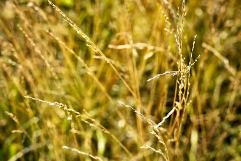 Blurred yellow grass in the wind Stock Photos