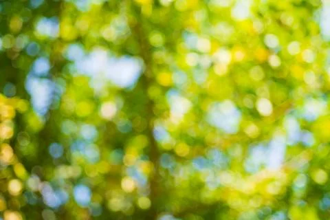 A blurred yellow-green background of tree foliage illuminated by warm yello.. Stock Photos