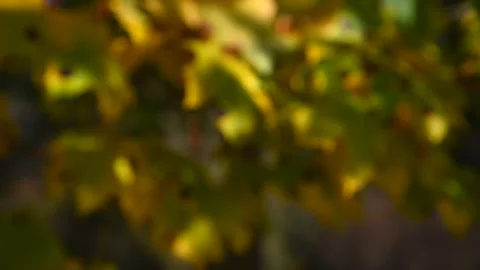 Blurred yellow maple leaves Stock Footage 228883115