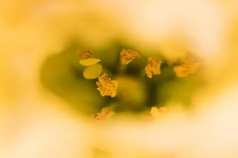 Blurred yellow pattern for designer. Stock Photos