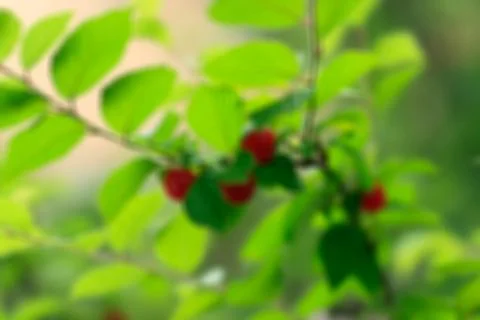 Blurried cherries on tree Stock Photos