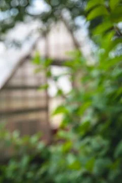 Blurring the background, a greenhouse structure frames vibrant green foliag.. Stock Photos