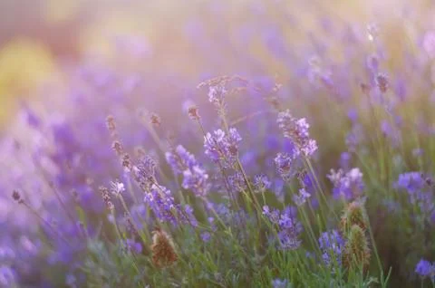 Blurring background lavender sunset. Crimean beauty at sunset Stock Photos