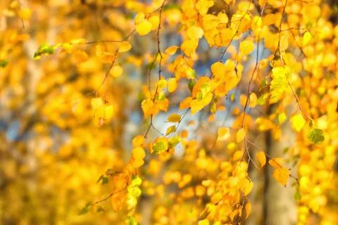 Blurring. Birch branches in yellow foliage in the sunlight. Background Stock Photos