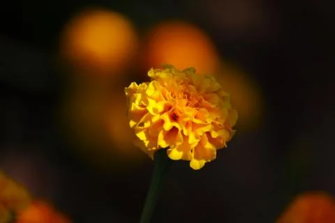 A blurring image background of yellow defocused marigold flower Stock Photos