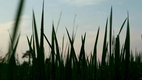 Blurring moment Stock-Footage 332875259