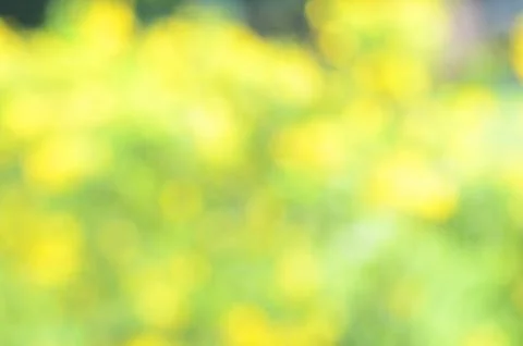 Blurry abstract backgrounds texture with yellow flower plant Stock Photos