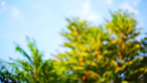 Blurry abstract defocus video of walnut tree crowns fluttering in the wind .. Stock Footage 318613388