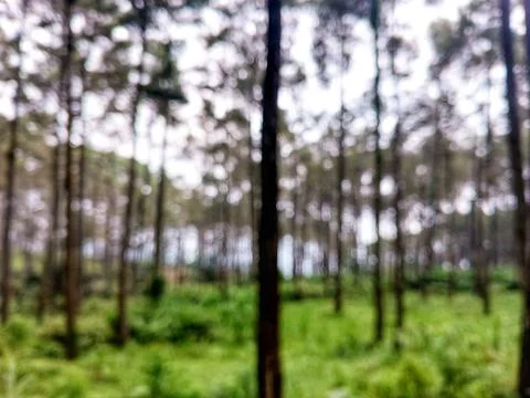 A blurry, abstract shot of a quiet forest with soft light. Stock Photos