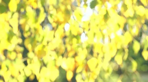 Blurry Autumn Leaf Background Stock Footage 11159709
