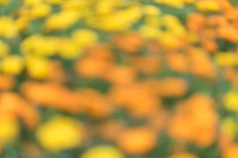 Blurry background of flower Stock Photos