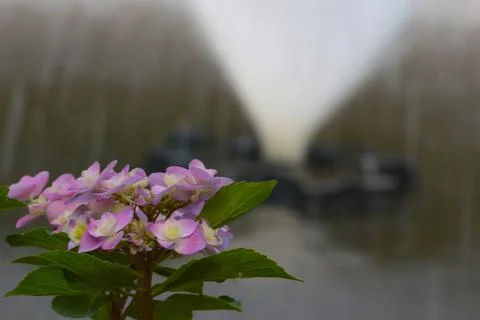 Blurry background, flowering hydrangea branch in the park. 스톡 사진