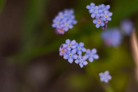 Blurry background out of focus blue little flowers forget-me-nots Stock Photos