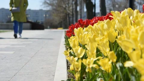 Blurry background of people in the park Video stock 155265547