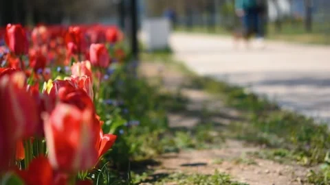 Blurry background of people in the park. Stock-Footage 155266016