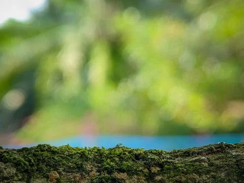 A blurry background with tree trunks Stock Photos