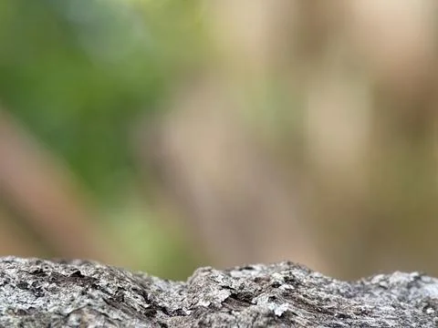 A blurry background with tree trunks Stock Photos
