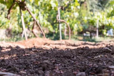 Blurry background of a vineyard Stock Photos