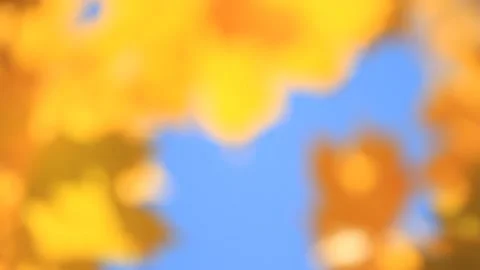 Blurry background of yellow maple leaves Stock Footage 104048589