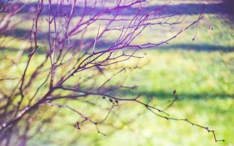 Blurry bare tree branches Stock Photos