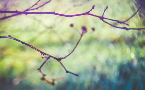 Blurry bare tree branches Stock Photos