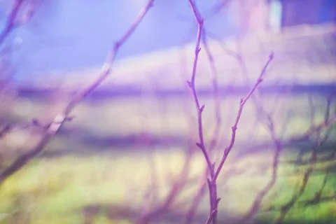 Blurry bare tree branches Stock Photos