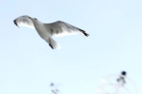 Blurry bird flying Stock Photos