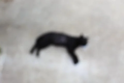 The Blurry black cat lying down on the floor Stock Photos