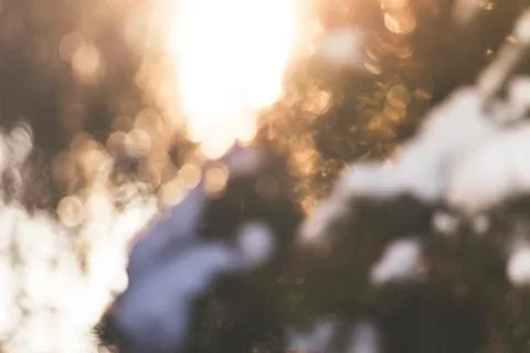 Blurry Bokeh of Spruce tree branches with white snow on top with the evening sun Stock Photos