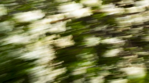 Blurry Cherry Flowers in Motion. Stock Footage 333841006