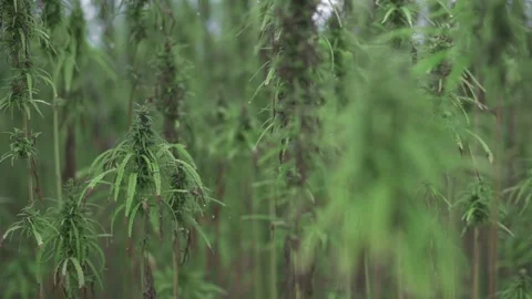 Blurry, close-up view of tall hemp plants with delicate leaves and buds Видео 292603244