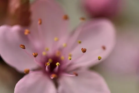 Blurry closeup view of delicate spring black cherry plum Prunus cerasifera Nigra Stock Photos