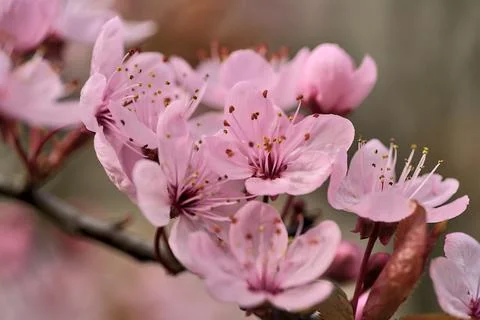 Blurry closeup view of delicate spring black cherry plum Prunus cerasifera Nigra Stock Photos