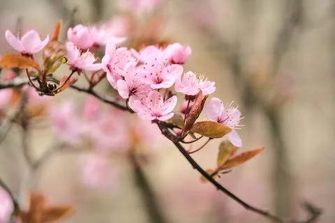 Blurry closeup view of delicate spring black cherry plum Prunus cerasifera Nigra Stock Photos
